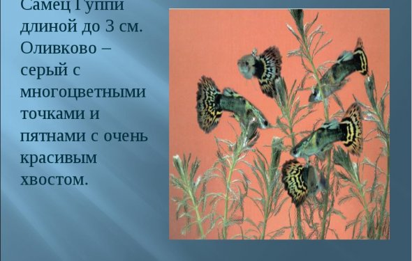 слайда 8 Самец Гуппи длиной до