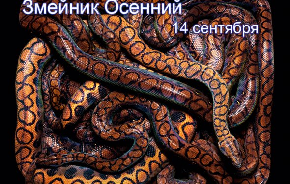 Змейник осений