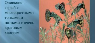 Классный Час Традиции и Обычаи Казахского Народа